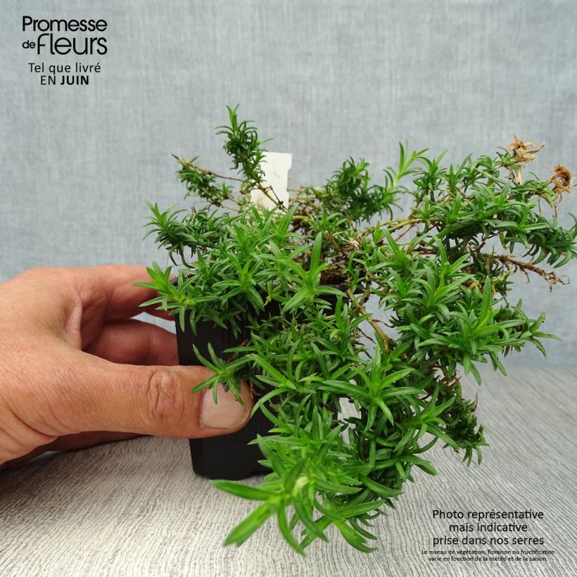 Ejemplar de Phlox subulata White Delight - Flox musgoso Maceta de 8/9 cm entregado en verano