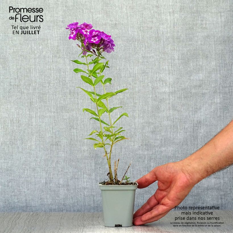 Ejemplar de Phlox paniculata Amethyst Godet de 9cm entregado en verano