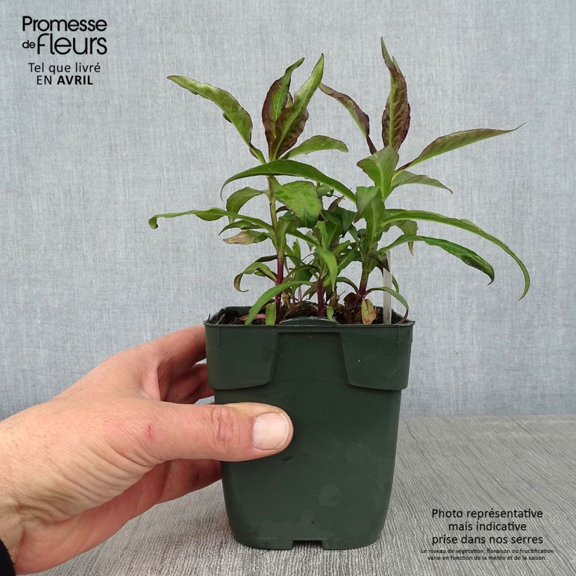 Phlox paniculata Bambini Desire Godet de 8/9 cm Ejemplar entregado en la primavera