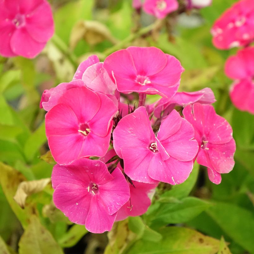 Phlox paniculata Bambini Primadonna (Floración)
