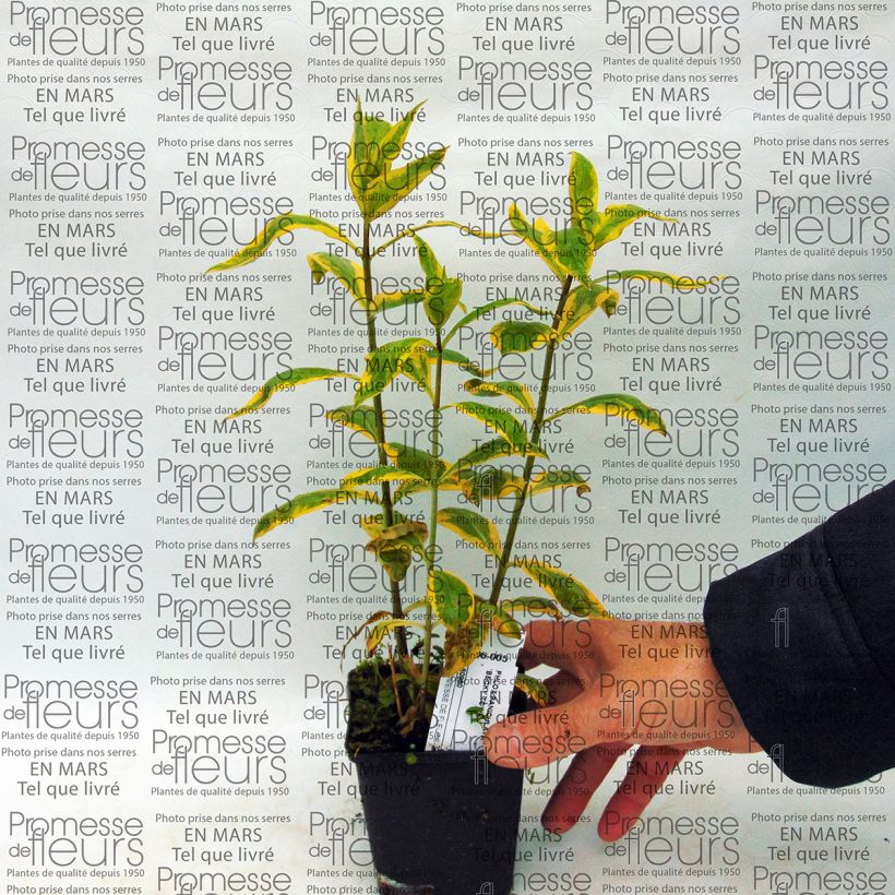 Ejemplo de ejemplar de Phlox paniculata Becky Towe Maceta de 10 cm/11 cm tal y como se entrega