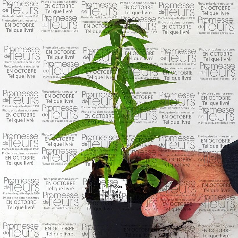 Ejemplo de ejemplar de Phlox paniculata Blue Flame Maceta de 8/9 cm tal y como se entrega