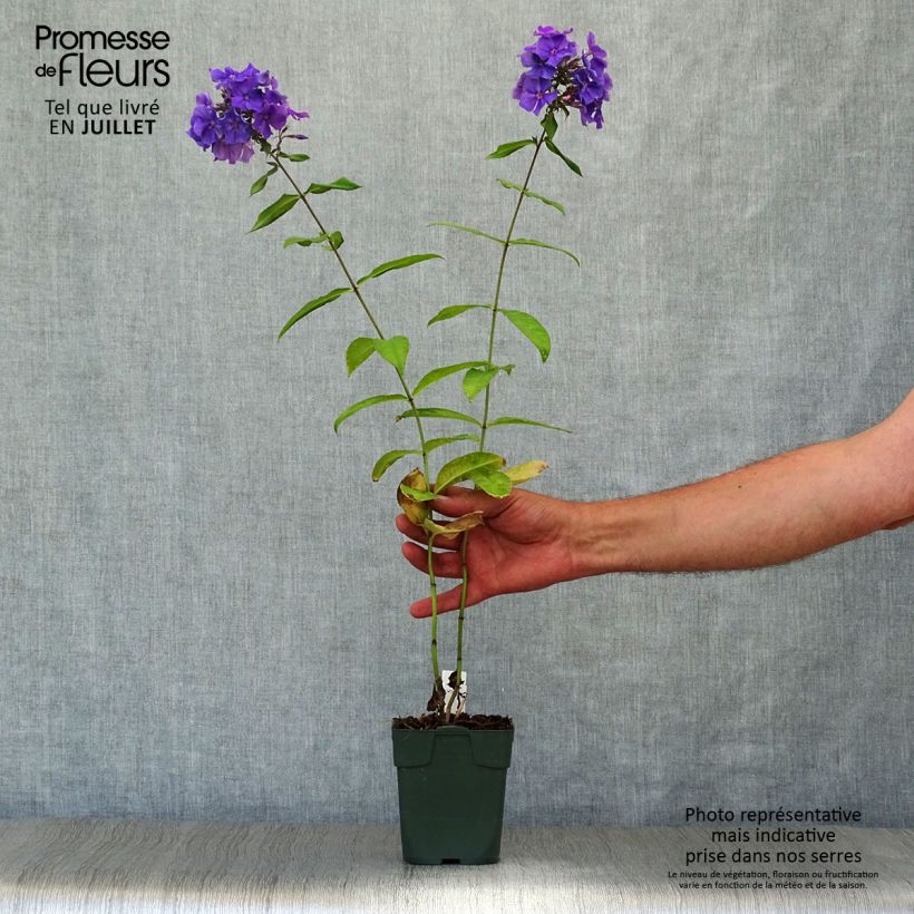 Ejemplar de Phlox paniculata Blue Paradise Godet de 9cm entregado en verano