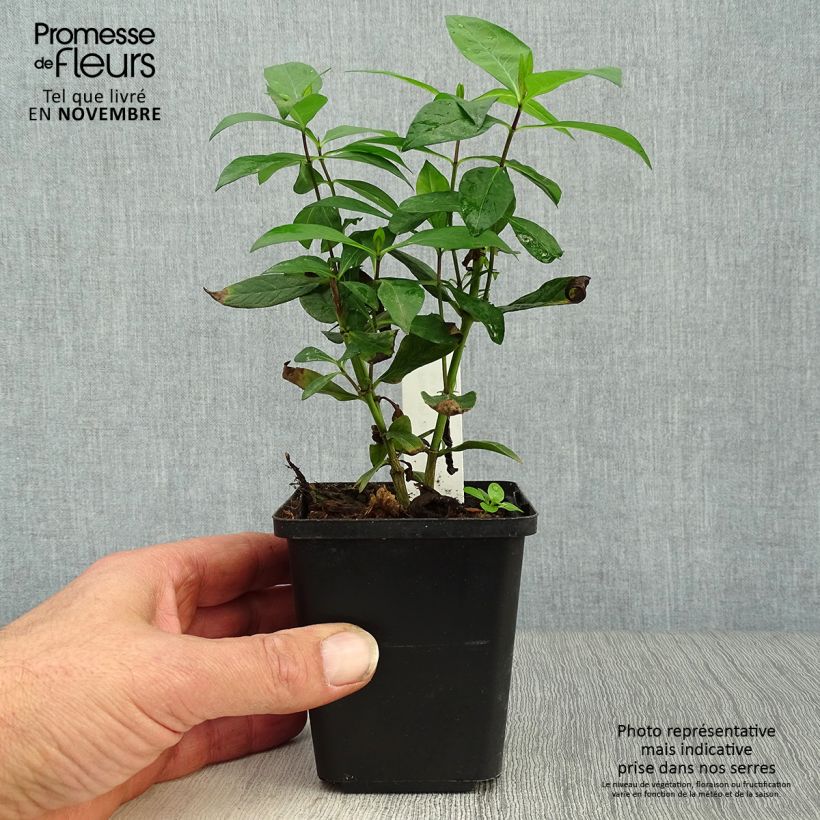 Ejemplar de Phlox paniculata Bright Eyes Maceta de 8/9 cm entregado en otoño