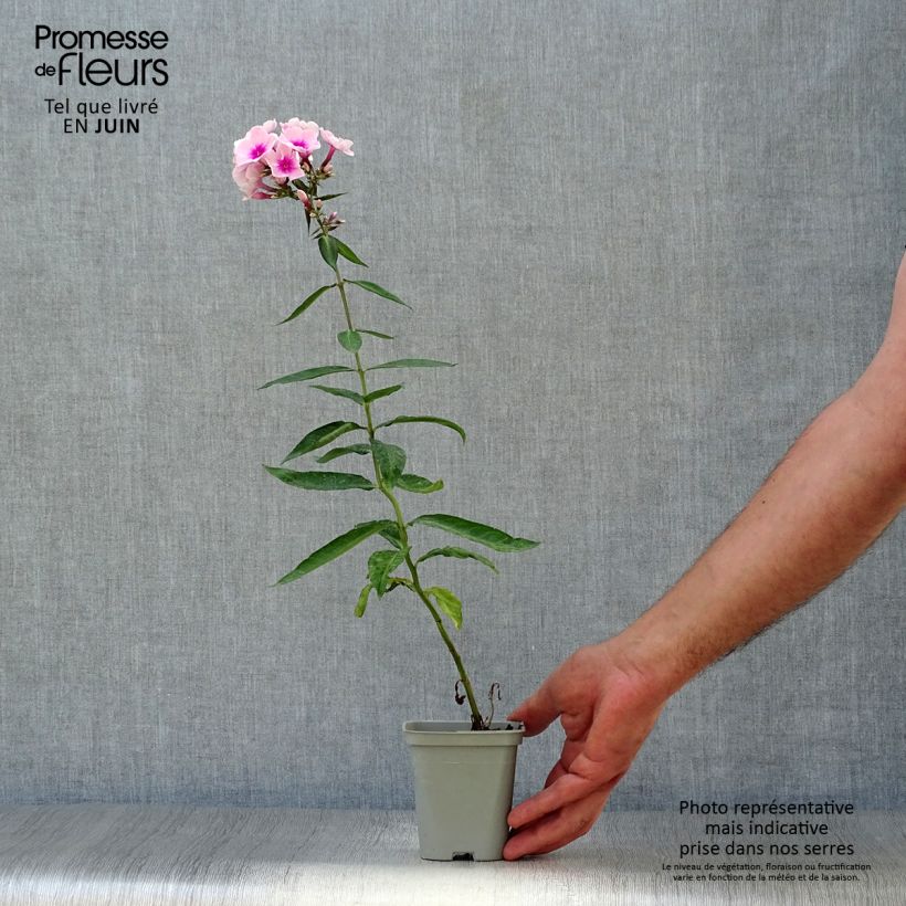 Ejemplar de Phlox paniculata Bright Eyes - Phlox paniculé rose pâle à oeil rose vif Godet de 9cm entregado en verano