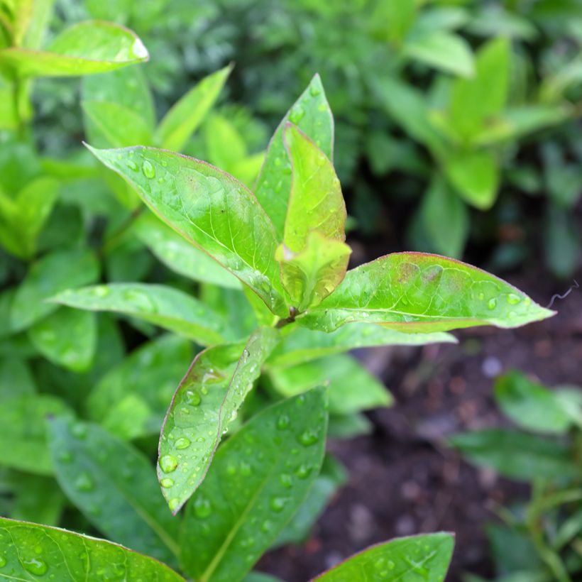 Phlox paniculata Butonik (Follaje)