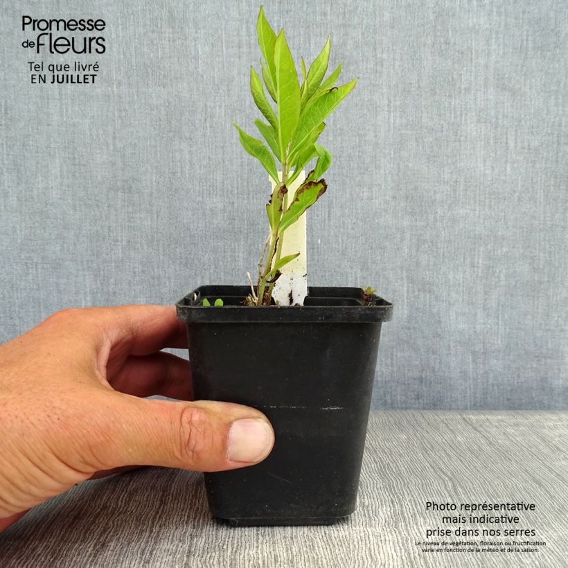 Ejemplar de Phlox paniculata Europa Godet de 8/9cm entregado en verano