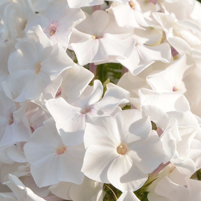 Phlox paniculata Famous White (Floración)