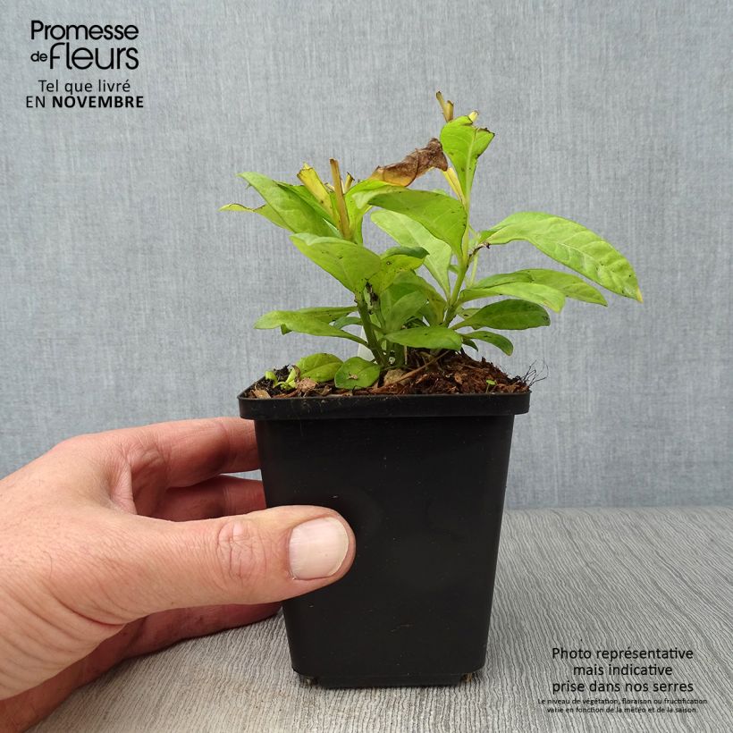 Ejemplar de Phlox paniculata Fujiyama Maceta de 8/9 cm entregado en otoño