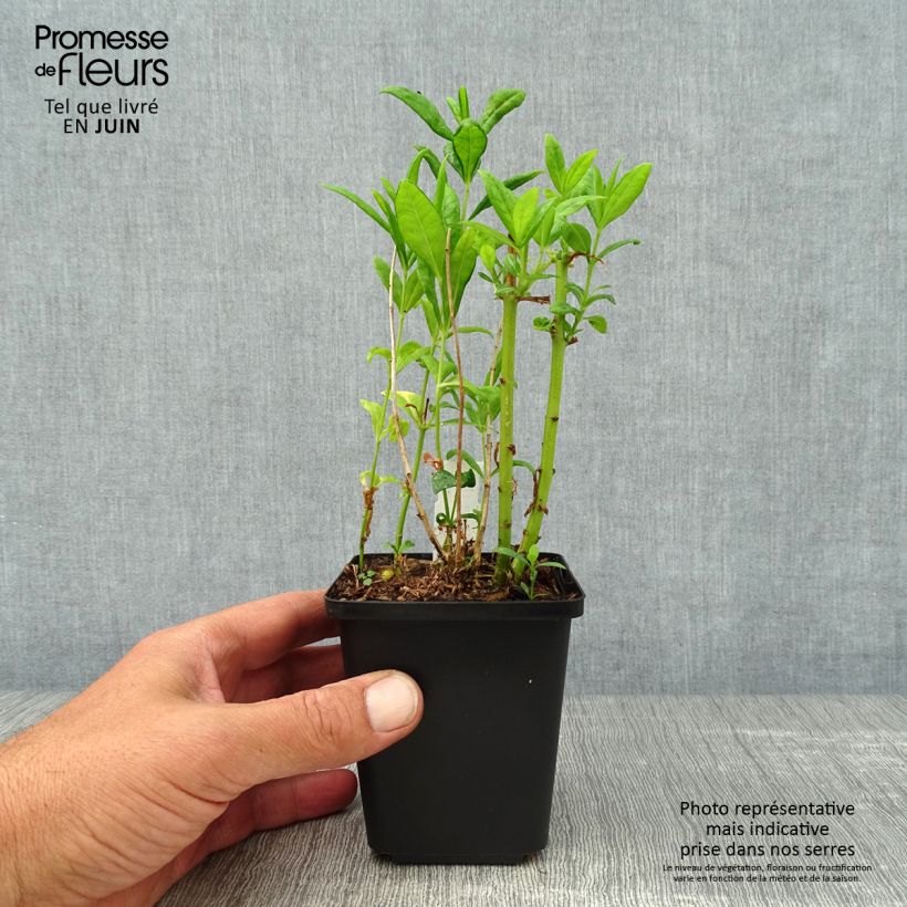 Ejemplar de Phlox paniculata Fujiyama en godet de 9 cm entregado en verano