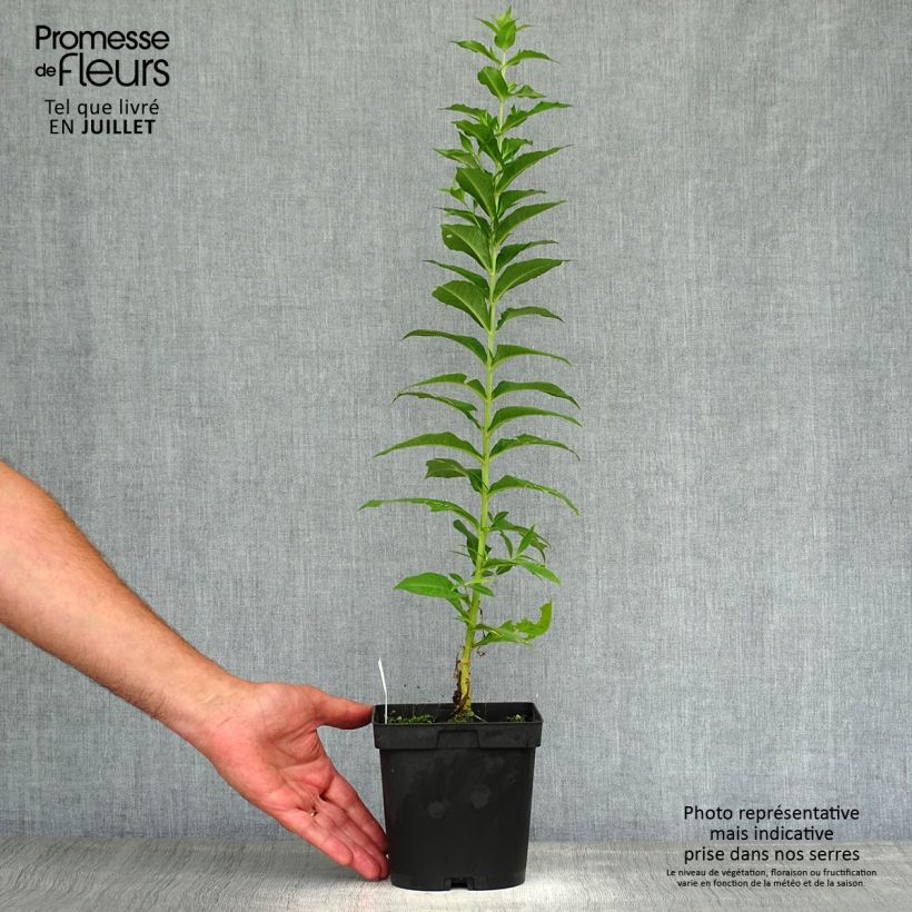 Ejemplar de Phlox paniculata Fujiyama en pot de 2/3 litres entregado en verano