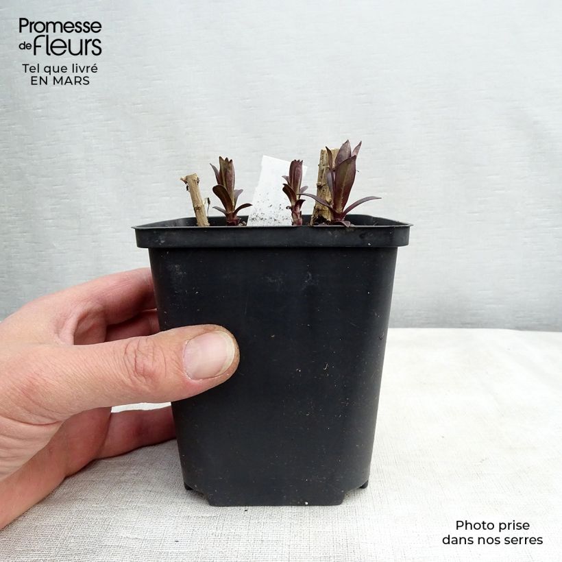Phlox paniculata Hesperis Godet de 9cm Ejemplar entregado en la primavera