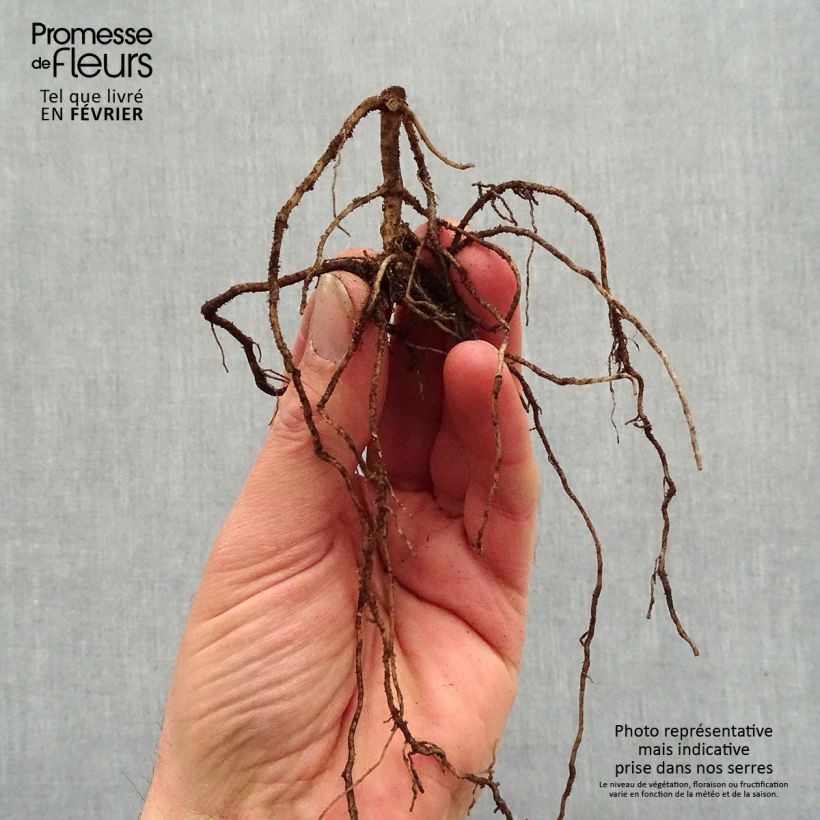 Phlox paniculata Jade Raíces desnudas Ejemplar entregado en invierno