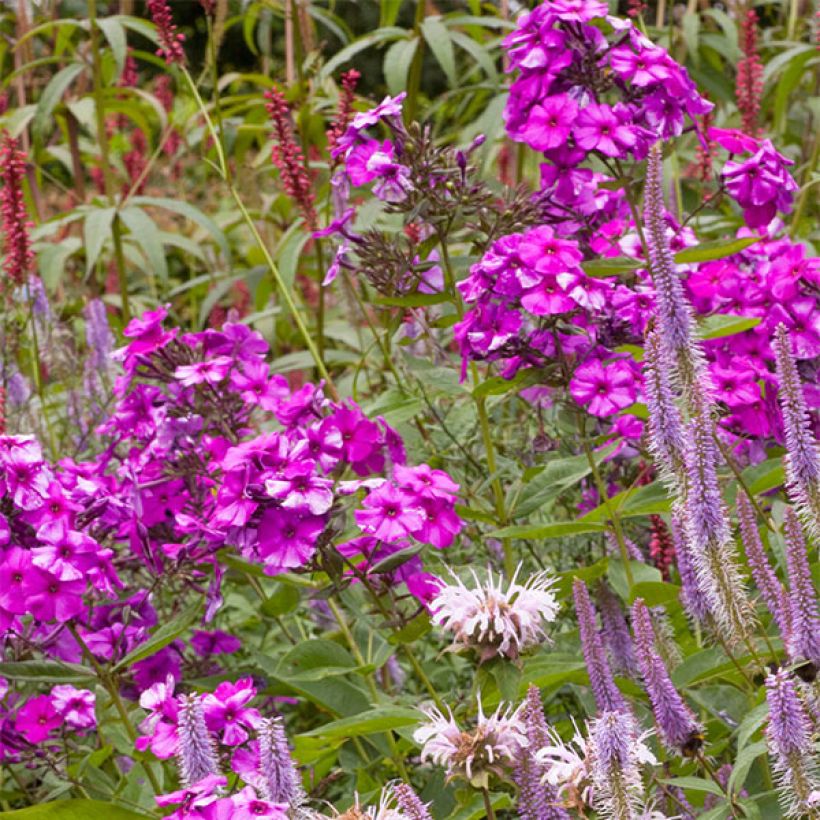 Phlox paniculata Judy (Floración)