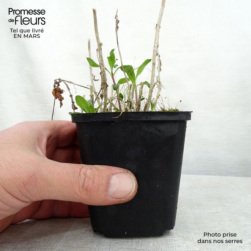 Phlox paniculata Judy Maceta de 8/9 cm Ejemplar entregado en la primavera
