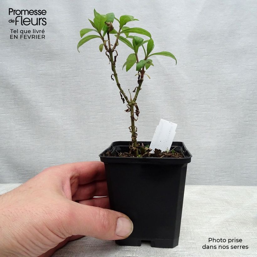 Phlox paniculata Lichtspel Maceta de 8/9 cm Ejemplar entregado en invierno
