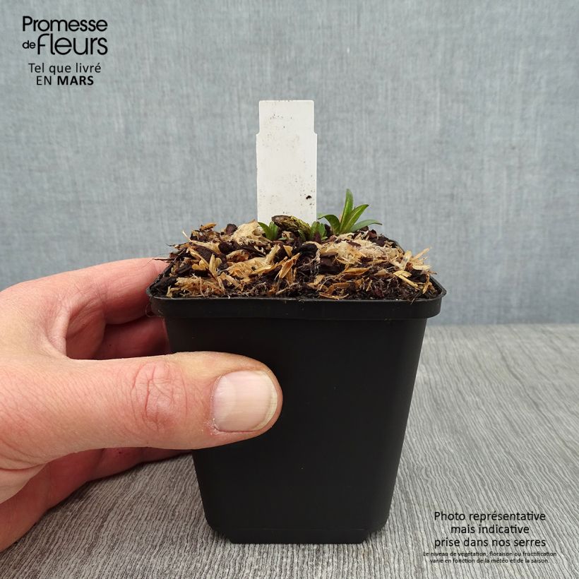 Phlox paniculata Lilac Times Maceta de 8/9 cm Ejemplar entregado en invierno
