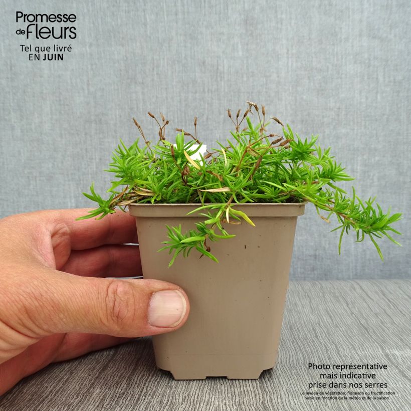 Ejemplar de Phlox paniculata Monica Lynden Bell Godet de 9cm entregado en verano