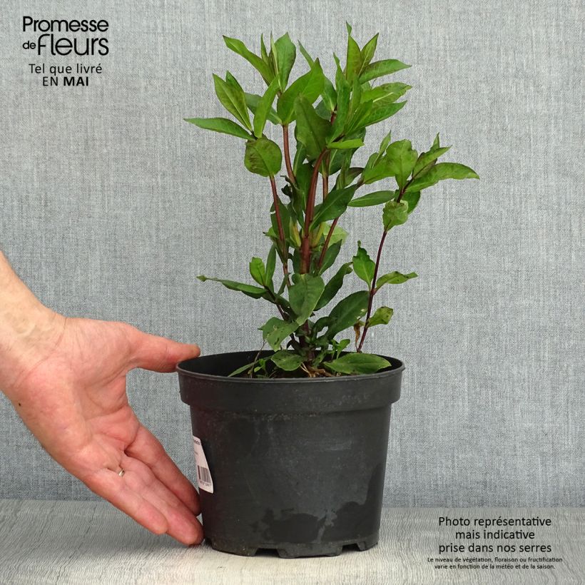 Phlox paniculata Orange Perfection en pot de 2L/3L Ejemplar entregado en la primavera