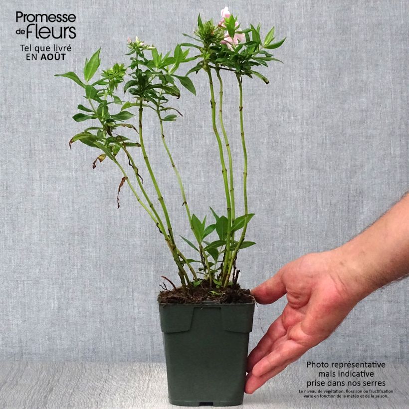 Ejemplar de Phlox paniculata Peppermint Twist Maceta de 8/9 cm entregado en verano