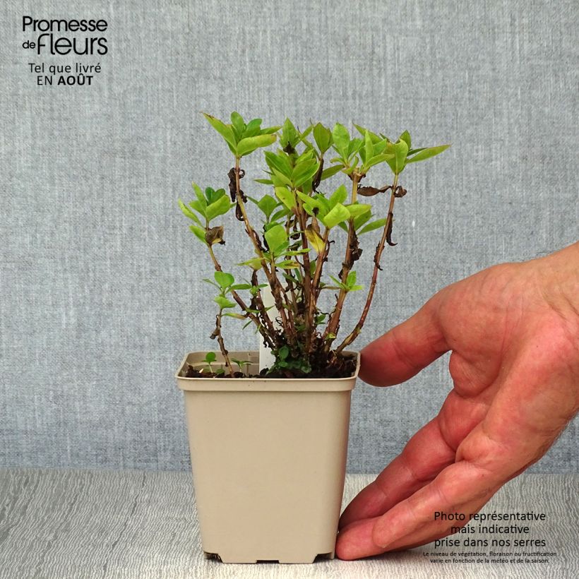 Ejemplar de Phlox paniculata Purple Eye Flame Maceta de 8/9 cm entregado en verano