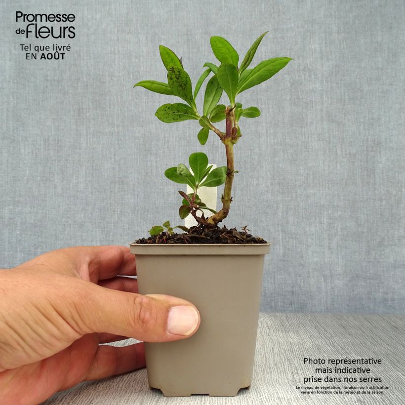 Ejemplar de Phlox paniculata Purple Flame Maceta de 8/9 cm entregado en verano