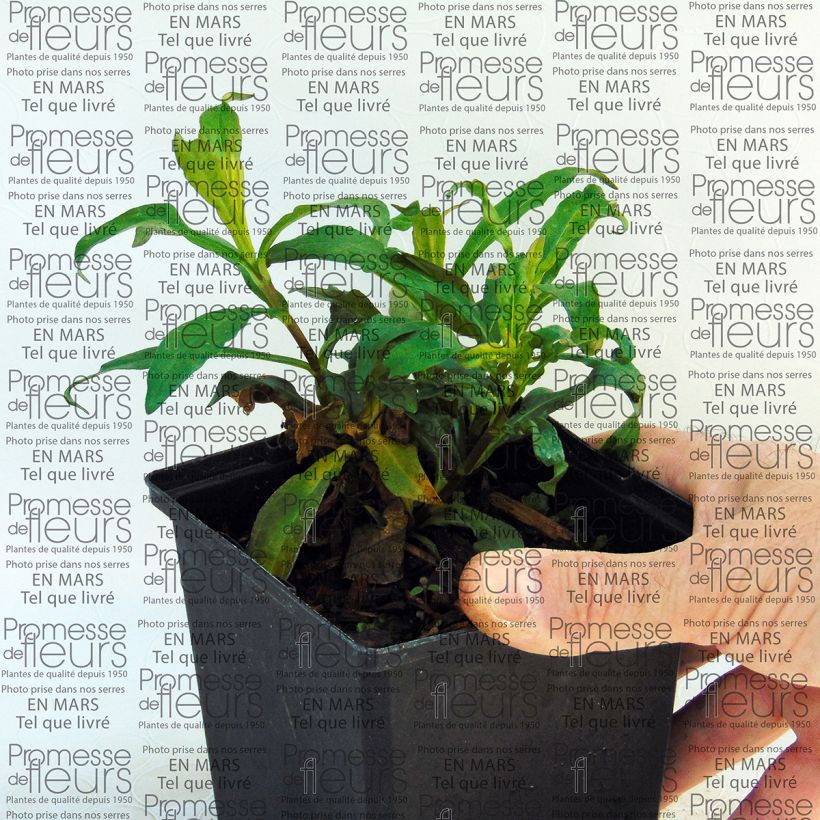 Ejemplo de ejemplar de Phlox paniculata Sherbet Blend Maceta de 10 cm/11 cm tal y como se entrega