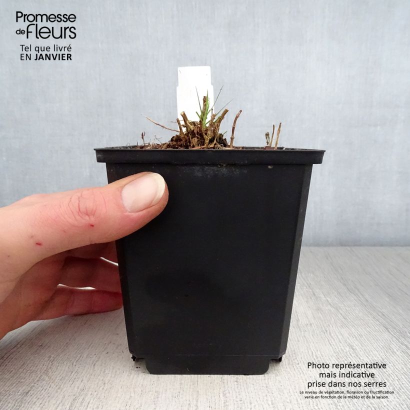 Phlox paniculata Sherbet Cocktail Maceta de 10 cm/11 cm Ejemplar entregado en invierno