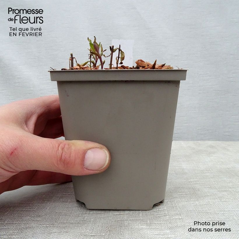 Phlox paniculata Tequila Sunrise Maceta de 8/9 cm Ejemplar entregado en invierno