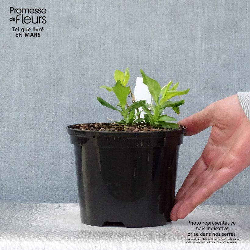Phlox paniculata Tiara - pot de 2L/3L Ejemplar entregado en la primavera