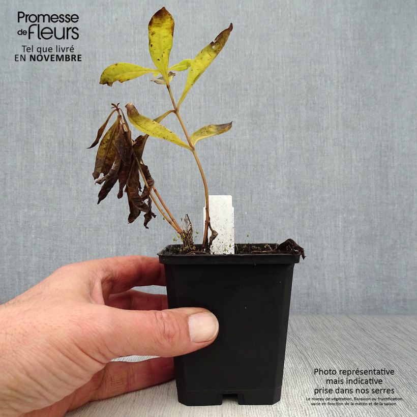 Ejemplar de Phlox paniculata Uspech Maceta de 8/9 cm entregado en otoño