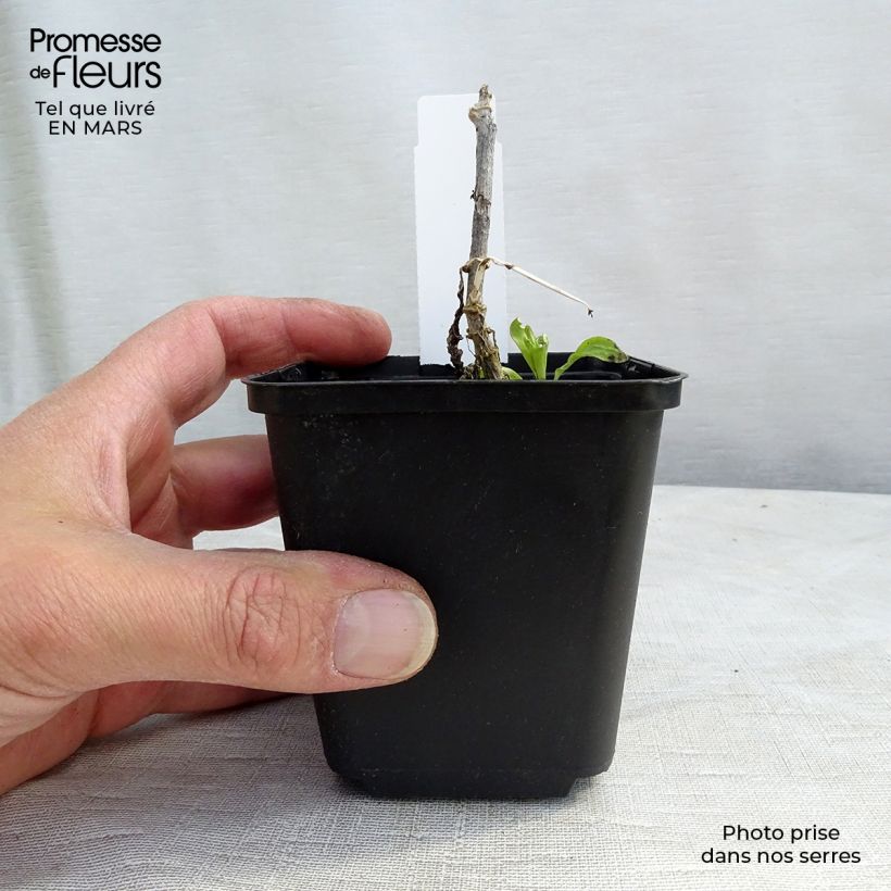 Phlox paniculata White Eye Flame Maceta de 8/9 cm Ejemplar entregado en invierno