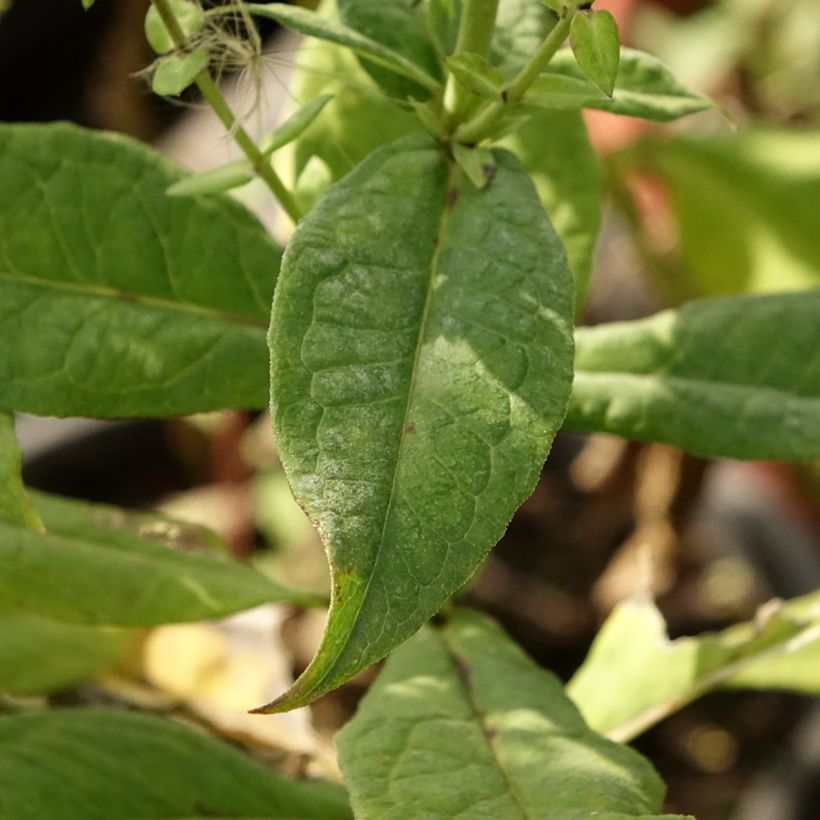 Phlox paniculata Younique Bicolor (Follaje)