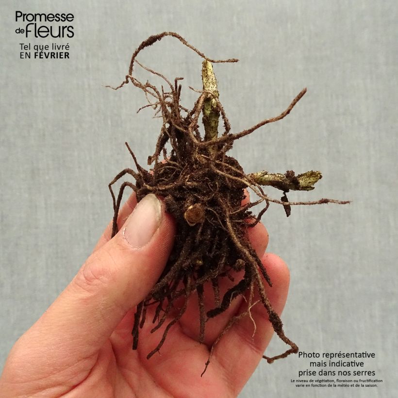 Phlox paniculata Younique Bicolor Raíces desnudas Ejemplar entregado en invierno