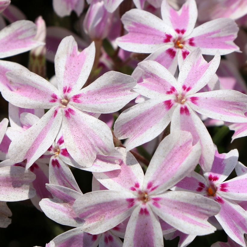 Phlox subulata Drumm - Flox musgoso (Floración)
