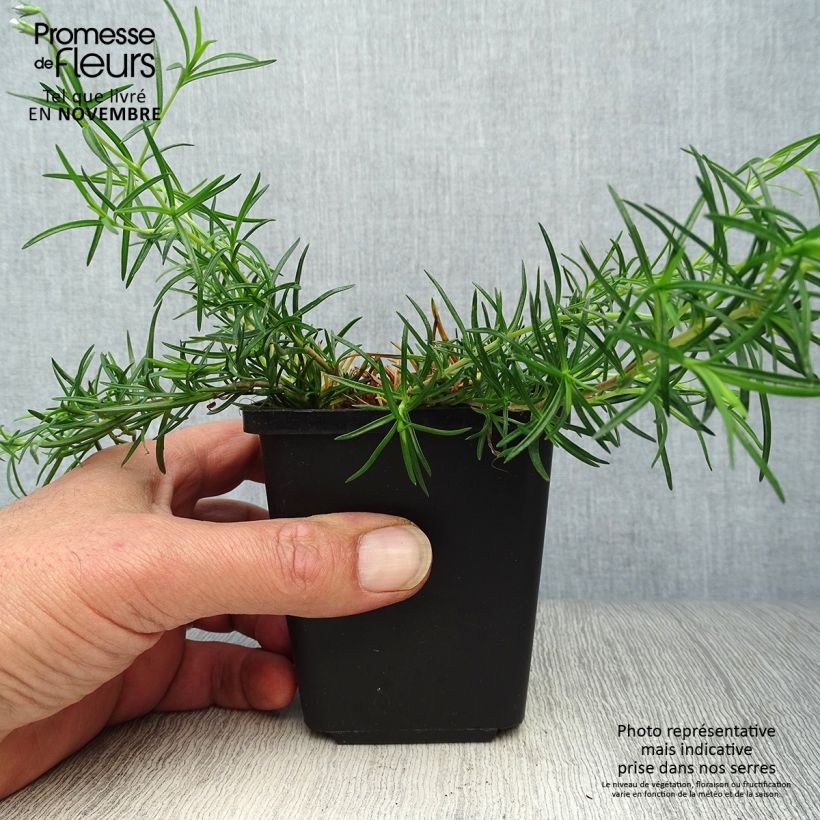 Ejemplar de Phlox subulata Cushion Blue - Flox musgoso Maceta de 8/9 cm entregado en otoño