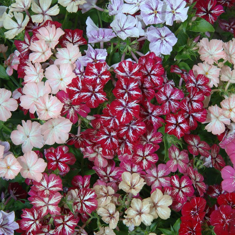 Phlox drummondii Starry Eyes (Floración)