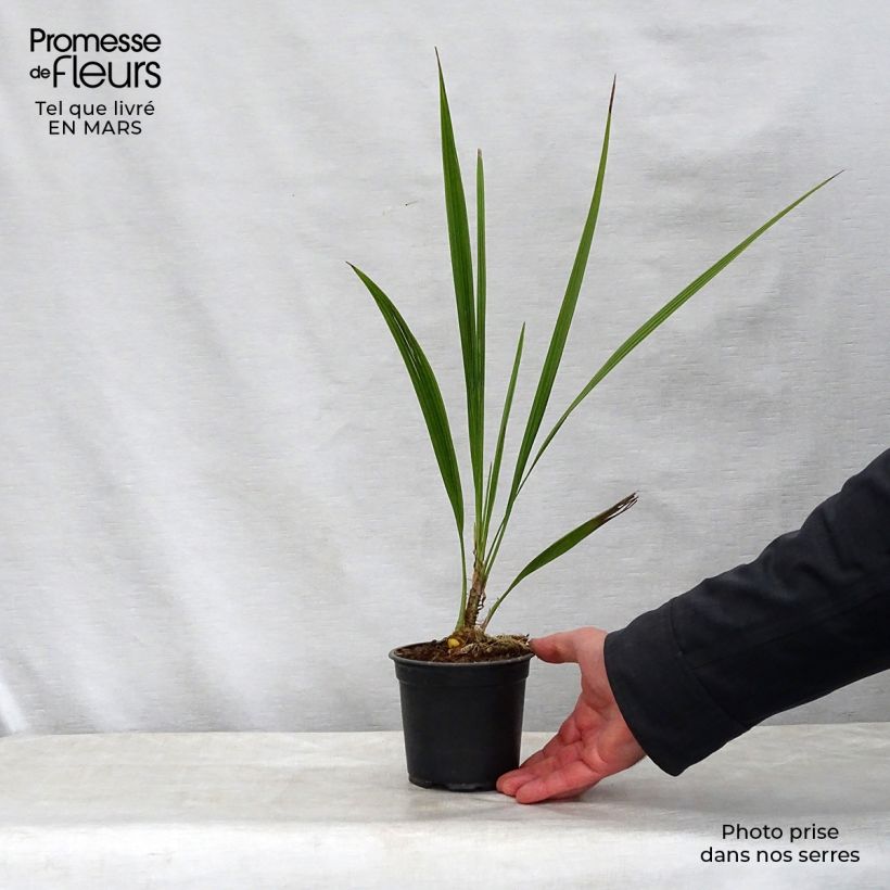 Phoenix andamanensis - Palmera Maceta de 12 cm / 13 cmAltura de entrega aprox. 20/30cm Ejemplar entregado en la primavera