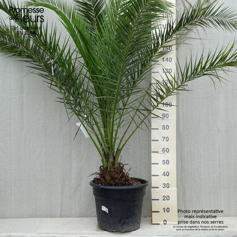 Ejemplar de Phoenix canariensis - Palmera canaria Maceta 30L/35LAltura de entrega aprox. 125/150cm entregado en verano