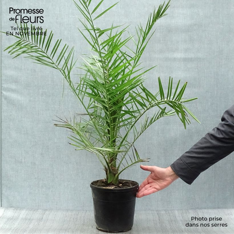 Ejemplar de Phoenix canariensis - Palmera canaria Maceta 6L/7L entregado en otoño