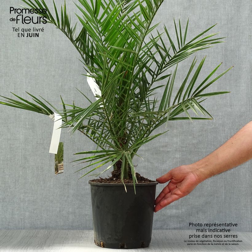 Ejemplar de Phoenix canariensis - Palmera canaria Maceta 6L/7LAltura de entrega aprox. 60/80cm entregado en verano