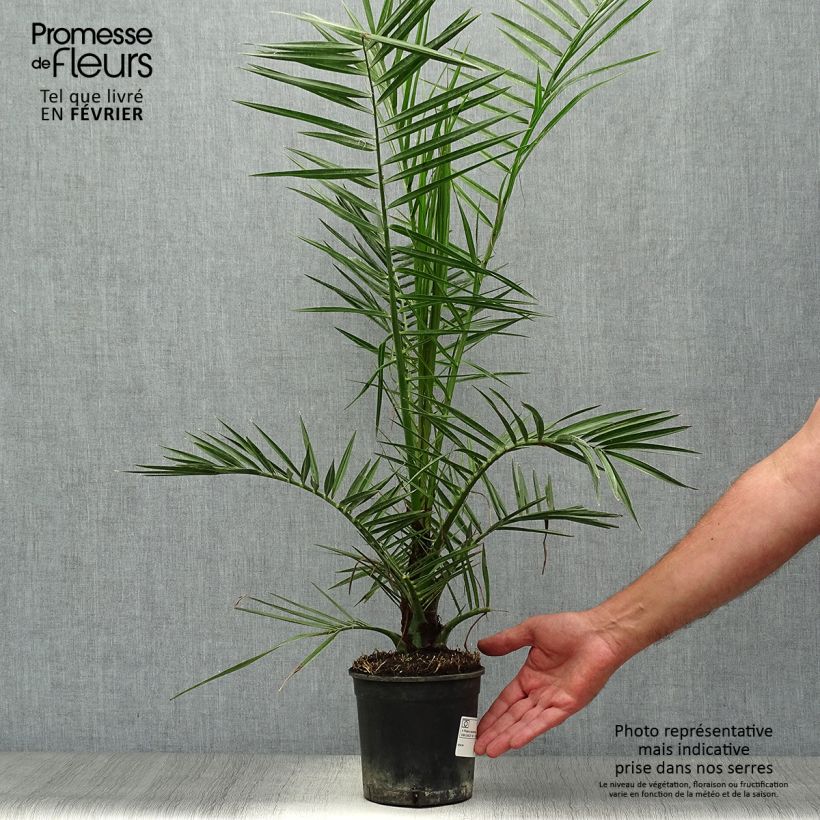 Ejemplar de Phoenix canariensis - Palmera canaria Maceta 1L/1,5L entregado en otoño