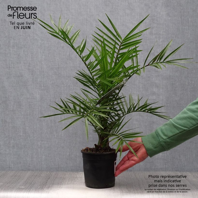 Ejemplar de Phoenix canariensis - Palmera canaria Maceta 1L/1,5LAltura de entrega aprox. 40/50cm entregado en verano