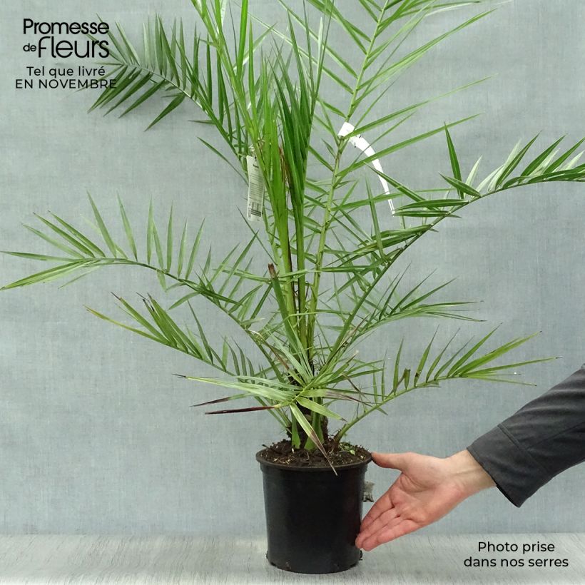 Ejemplar de Phoenix canariensis - Palmera canaria Maceta 2L/3L entregado en otoño