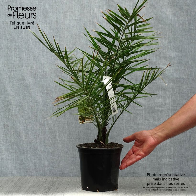 Ejemplar de Phoenix canariensis - Palmera canaria Maceta 2L/3LAltura de entrega aprox. 50/60cm entregado en verano