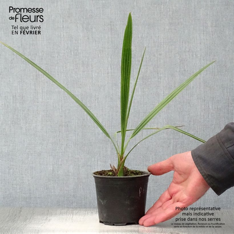 Phoenix dactylifera - Palmera datilera Maceta de 12 cm / 13 cm Ejemplar entregado en invierno