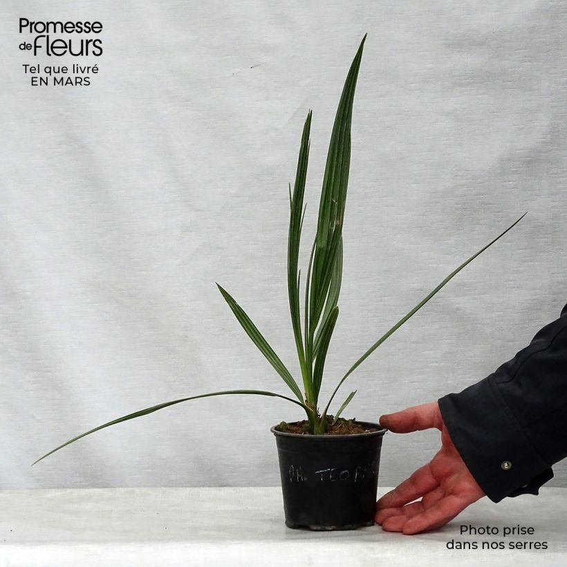 Phoenix theophrasti - Palmera datilera de Creta Maceta de 12 cm / 13 cmAltura de entrega aprox. 20/30cm Ejemplar entregado en la primavera