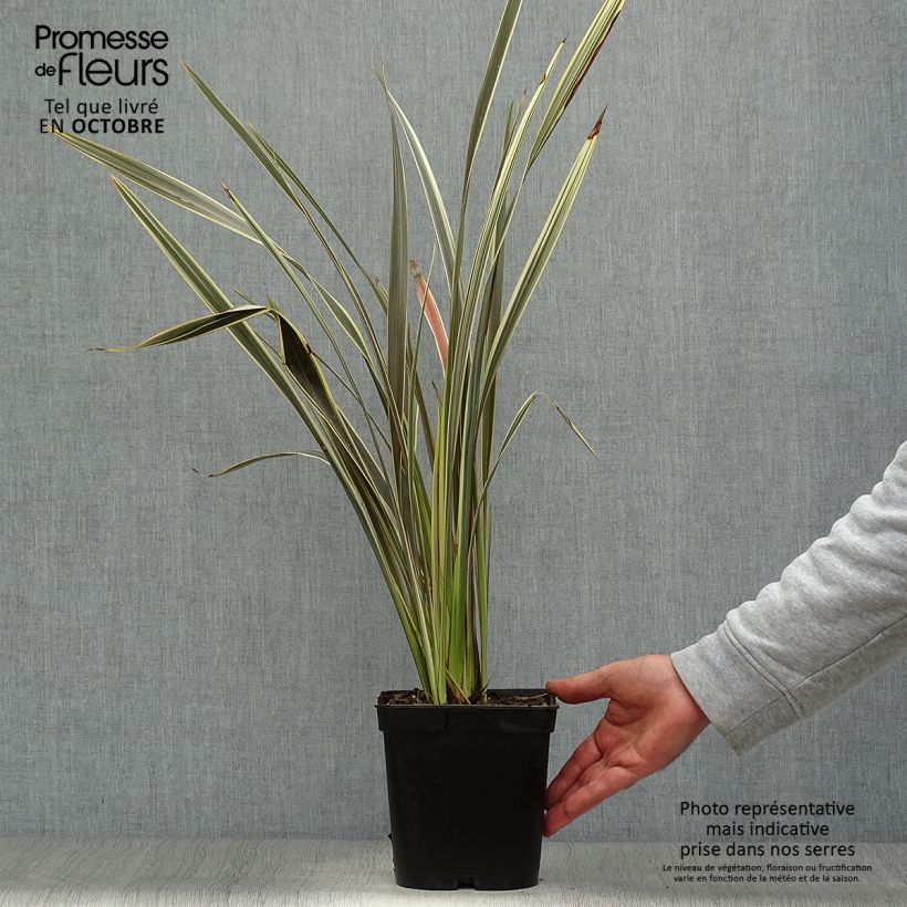 Ejemplar de Phormium tenax Alison Blackman - Lino de Nueva Zelanda Maceta 3L/4L entregado en otoño
