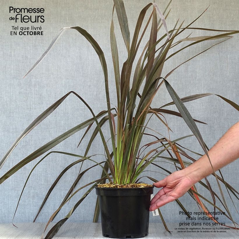 Ejemplar de Phormium tenax Dark Delight - Lino de Nueva Zelanda Maceta 4L/5L entregado en otoño