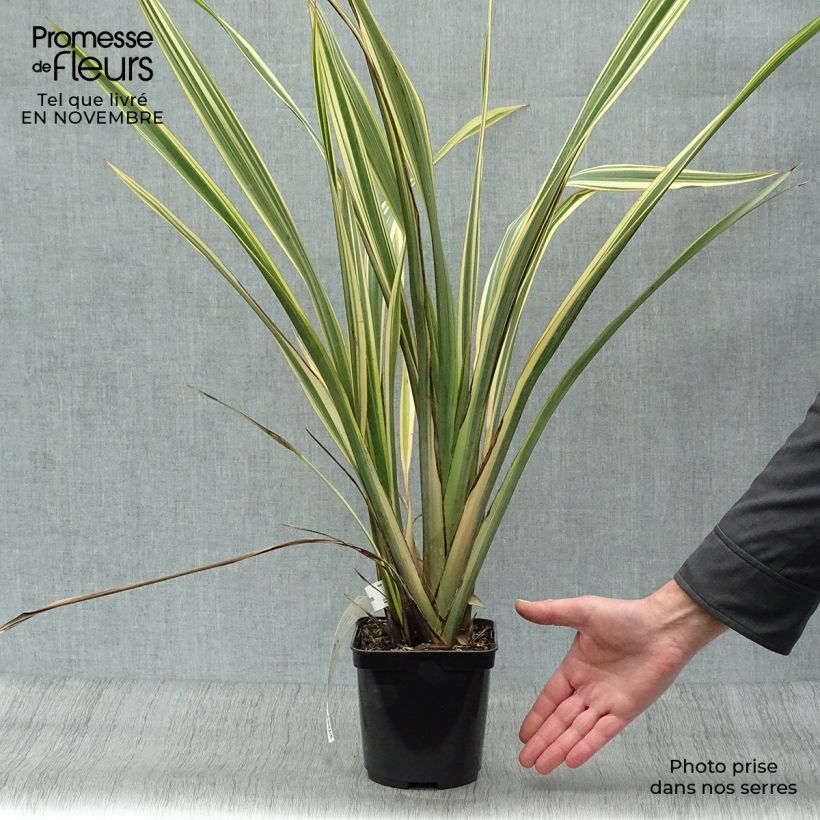 Ejemplar de Phormium tenax Golden Ray - Lino de Nueva Zelanda Maceta 2L/3L entregado en otoño